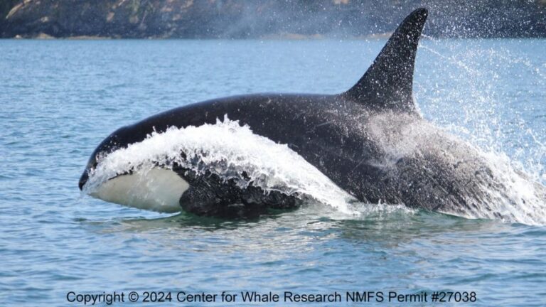 Southern Resident killer whale population drops