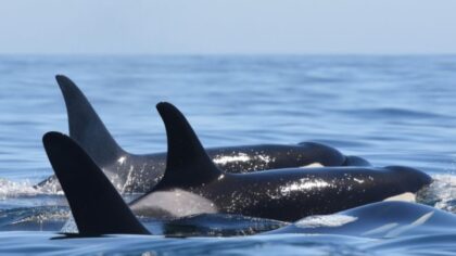 Endangered Southern Resident orcas return to Puget Sound