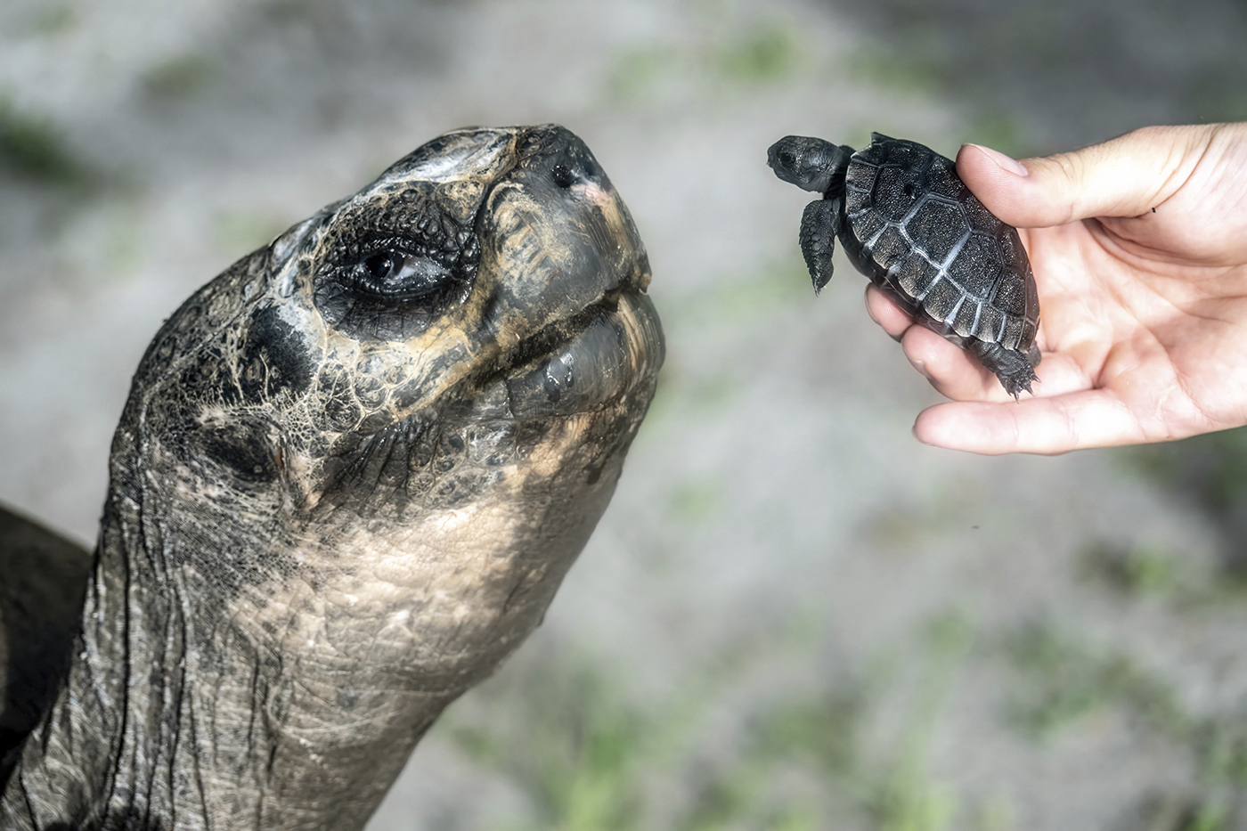 In this image provided by Zoo Miami, Goliath, a 517-pound (234-kilogram) Galapagos tortoise at Zoo ...
