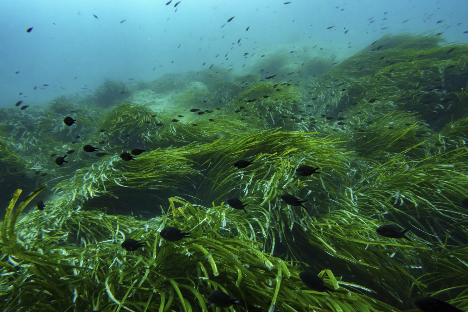 Fish swim in the protected area of France's Port-Cros National Park ahead of the U.N. Ocean Confere...