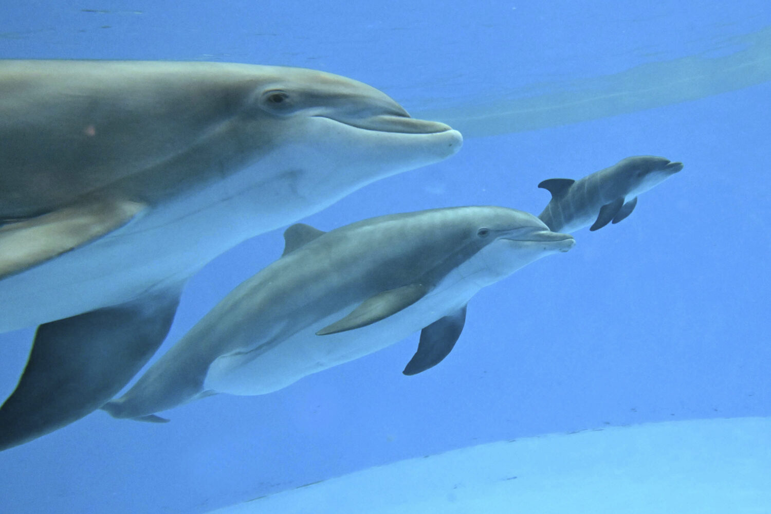 This photo provided by Brookfield Zoo Chicago, bottlenose dolphins "Allie" with "Tapeko" are joined...