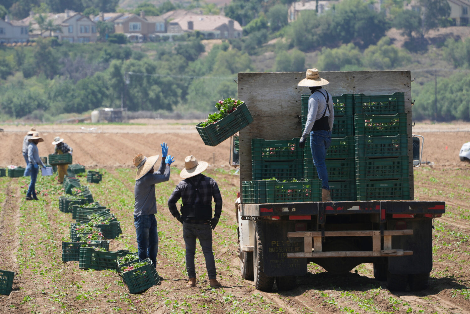 FILE - Farm workers gather produce on Thursday, June 12, 2025, in Moorpark, Calif. (AP Photo/Damian...