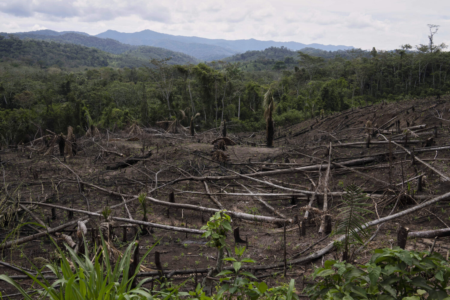 FILE - Cut down trees lie near the Cordillera Azul National Park in Peru's Amazon Forest on Oct. 3,...