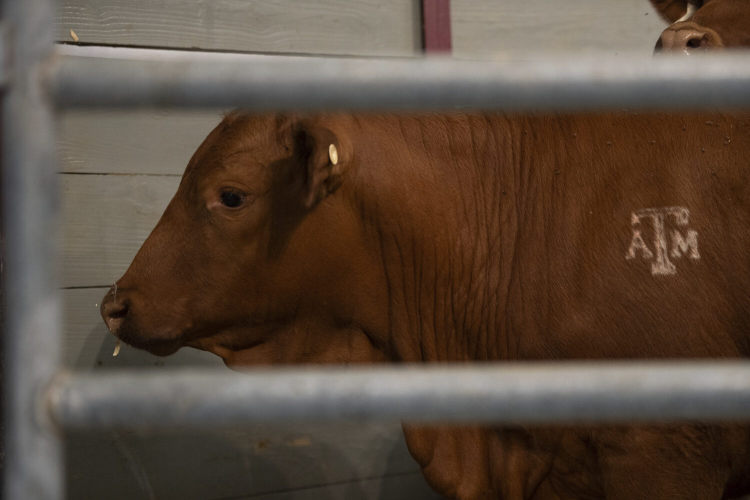 FILE- Cattle serve as the backdrop for a roundtable discussion on the New World Screwworm at the Te...