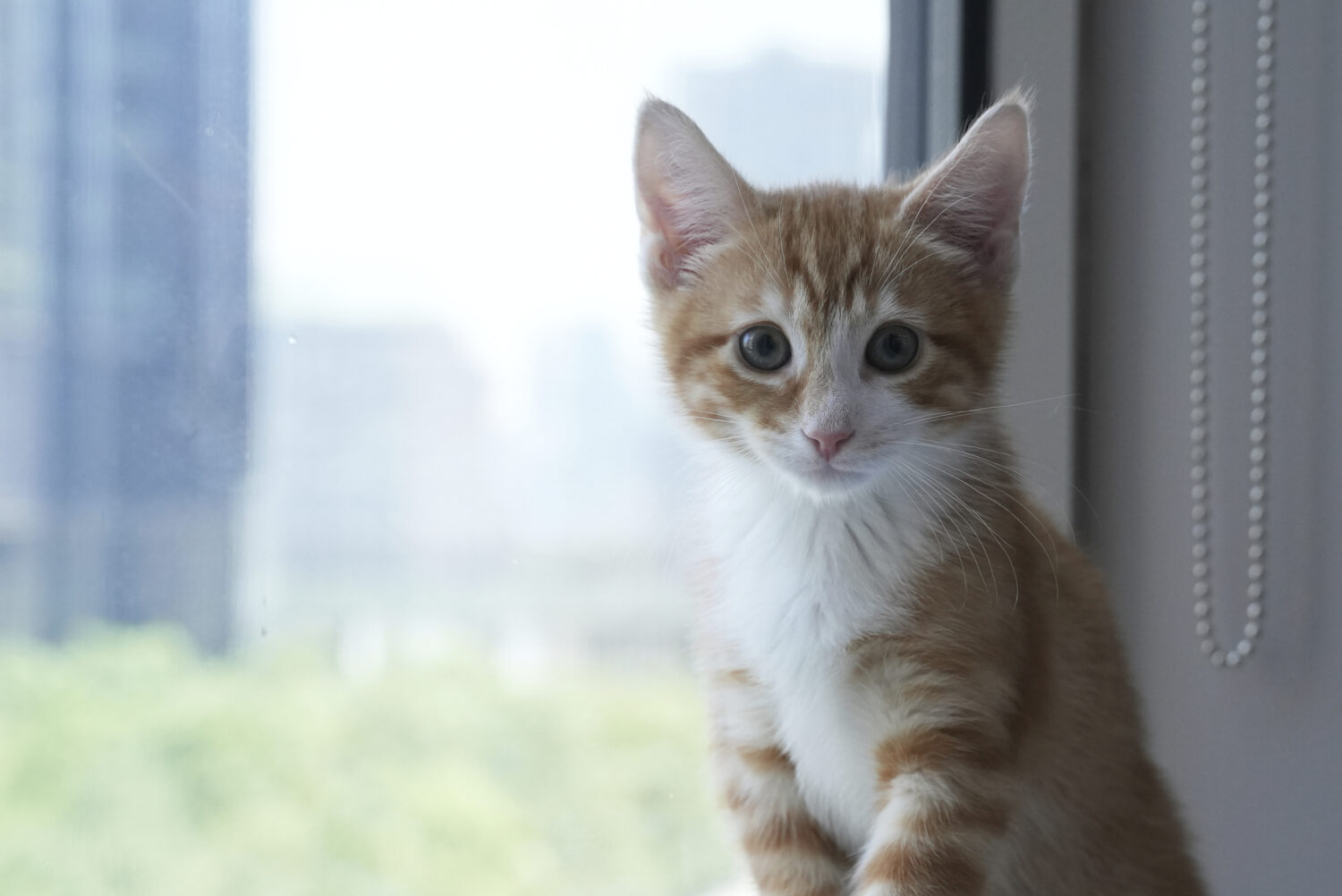 Strawberry the kitten appears on Wednesday, June 4, 2025, at the Associated Press bureau in New Yor...