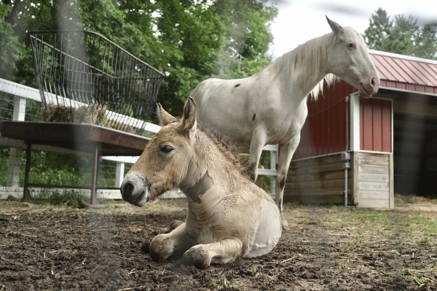Marat, a Przewalski's horse foal, rests with his adoptive mother Alice, a Pony of the Americas, at ...