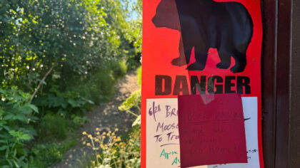 Anchorage warns hikers after 2 bear attacks in a week