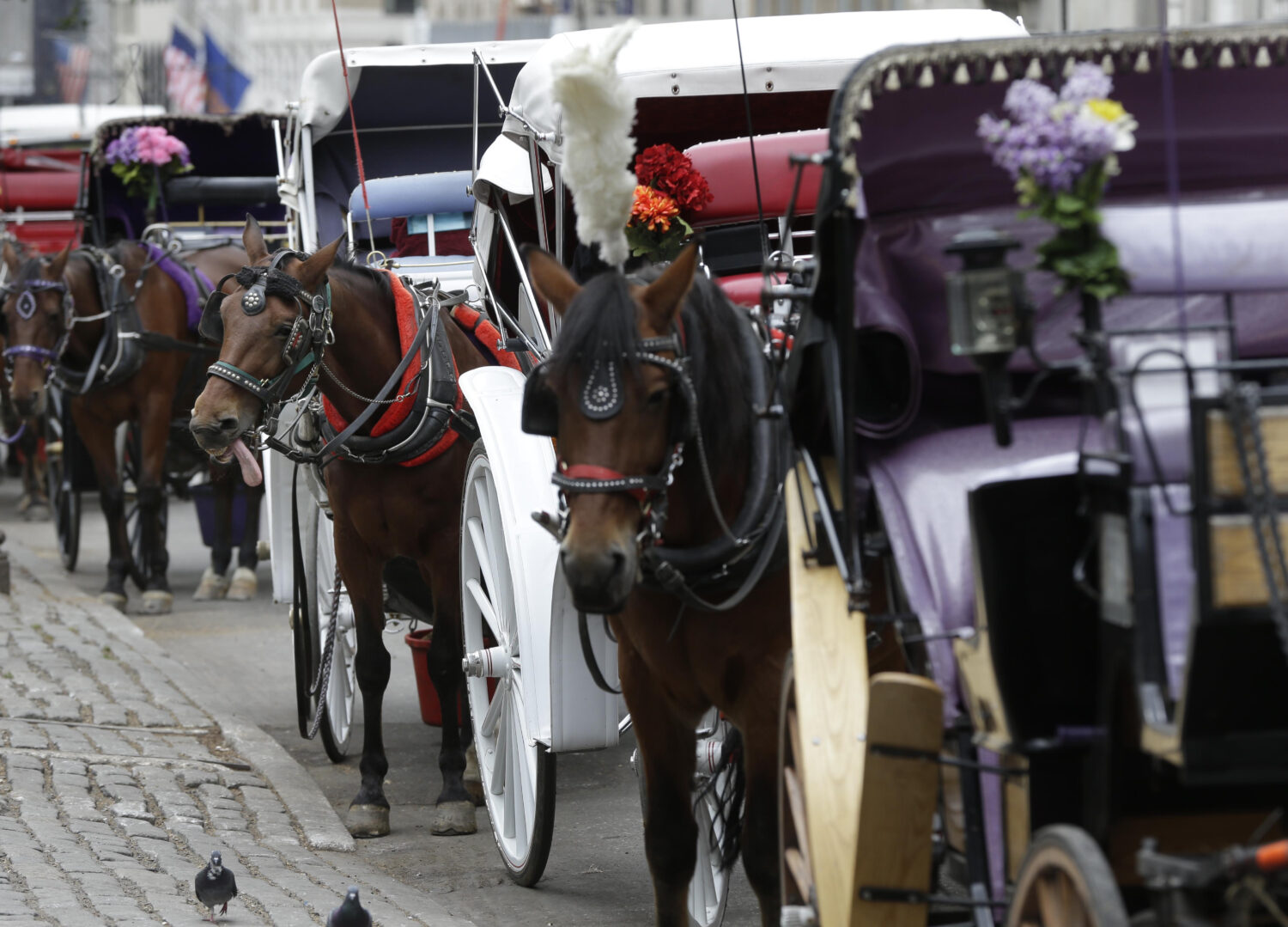 FILE - Horses and carriages wait for customers on Oct. 23, 2013, near Central Park in New York. (AP...