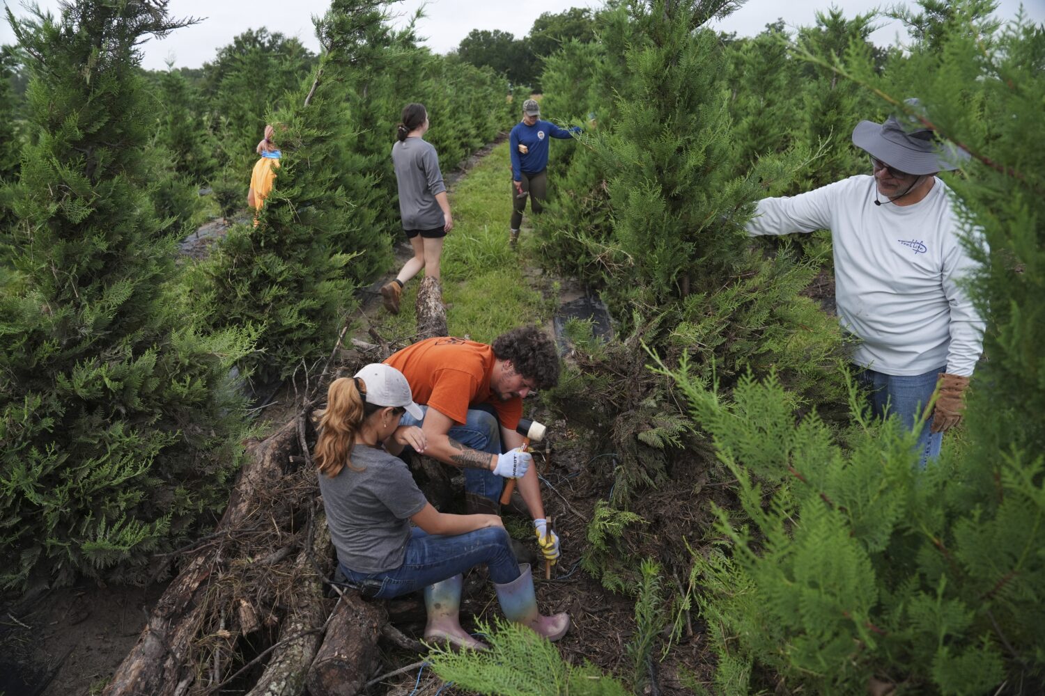 Zach Stockton, center, pounds a stake into the ground as a crew works to stabilize a Christmas tree...
