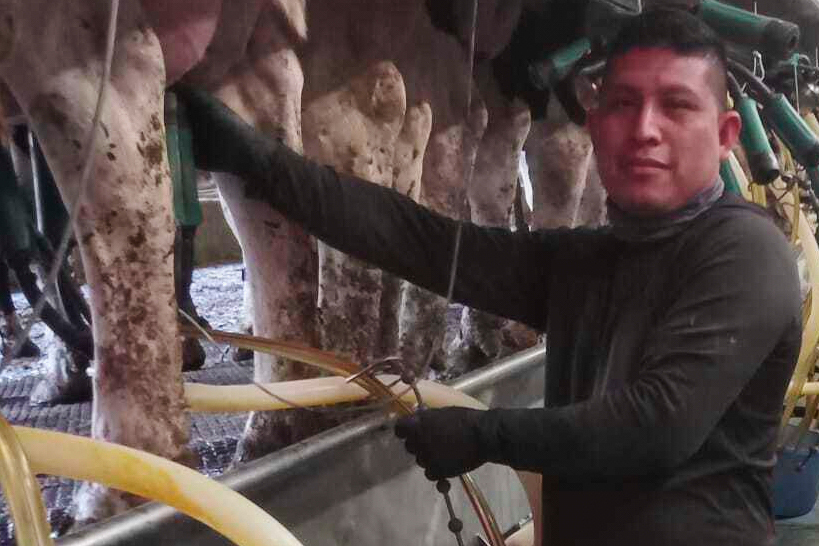 In this photo provided by migrant farmworker José Molina-Aguilar, he works milking cows on a Vermo...