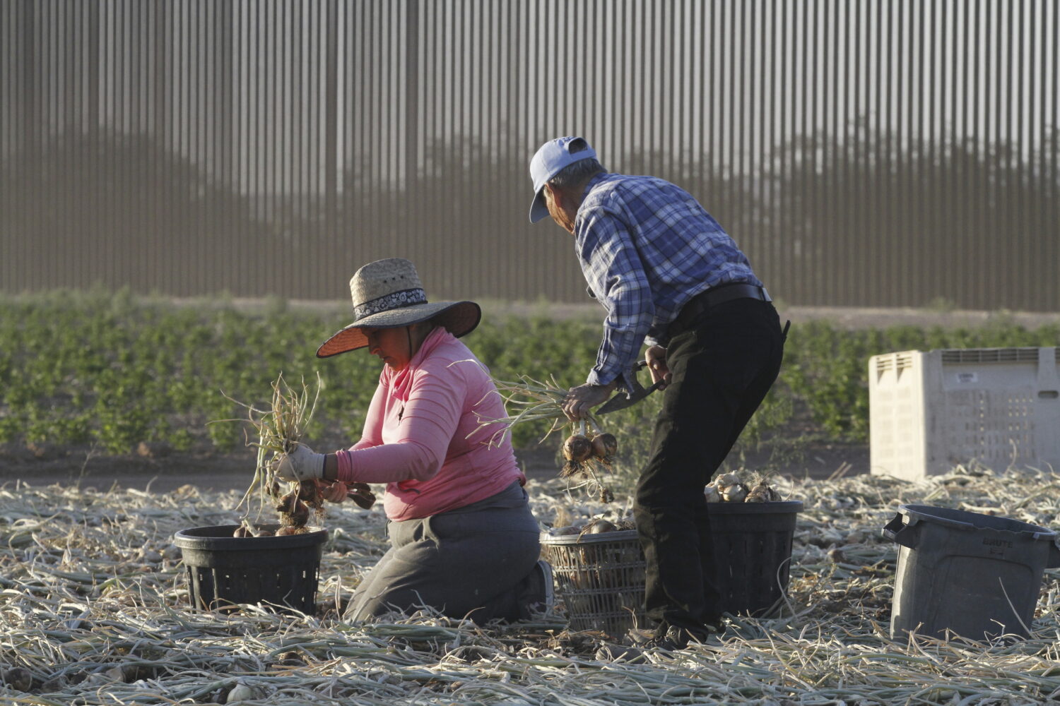 Seasonal laborers harvest onions on a privately owned ranch along the southern U.S. border in an un...