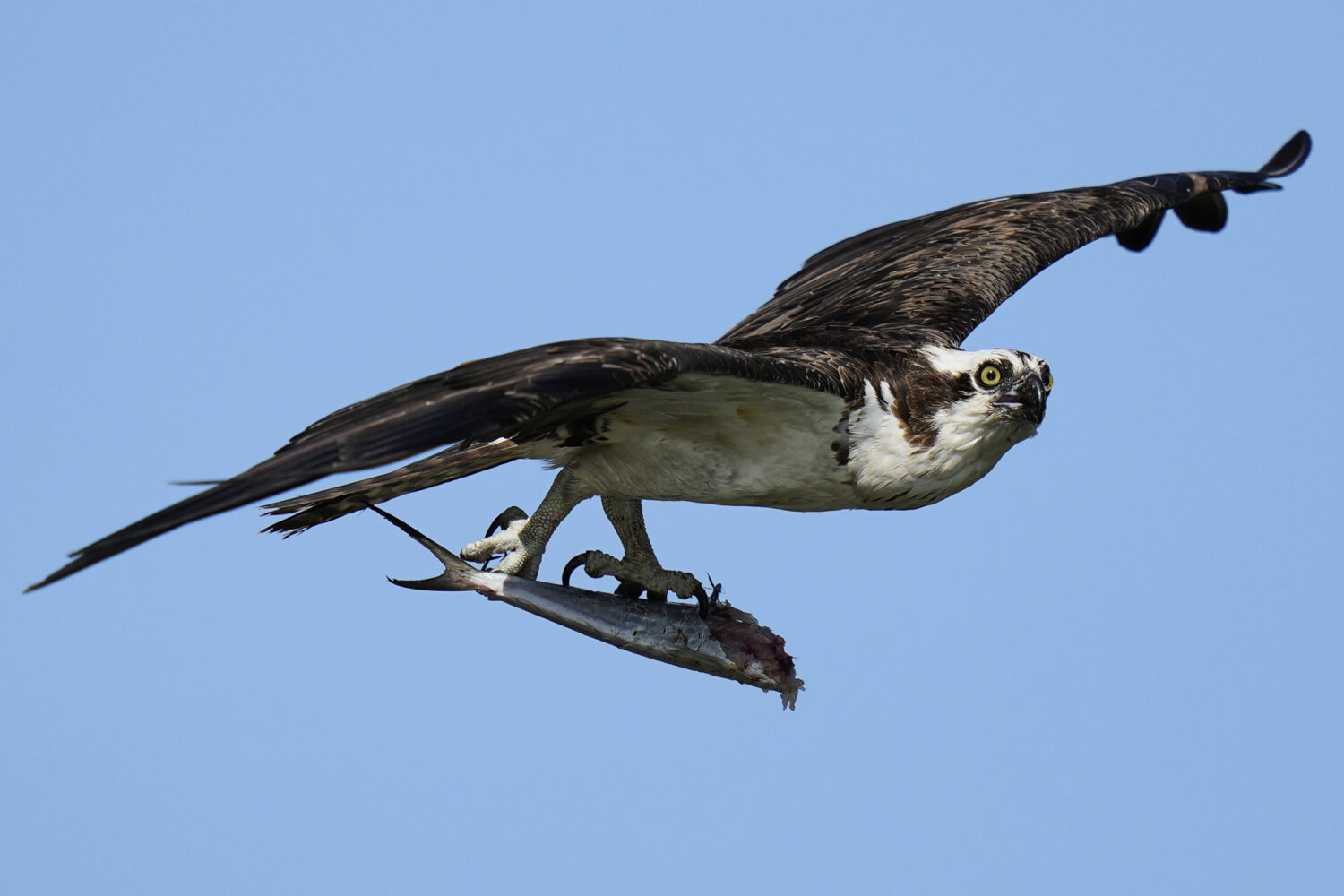An osprey flies with a half-eaten fish in its talons above the Lynnhaven River, June 30, 2025, in V...