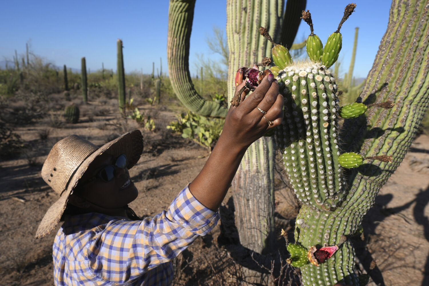 In Arizona borderlands, a sacred saguaro harvest marks the Tohono O'odham's  new year - MyNorthwest.com
