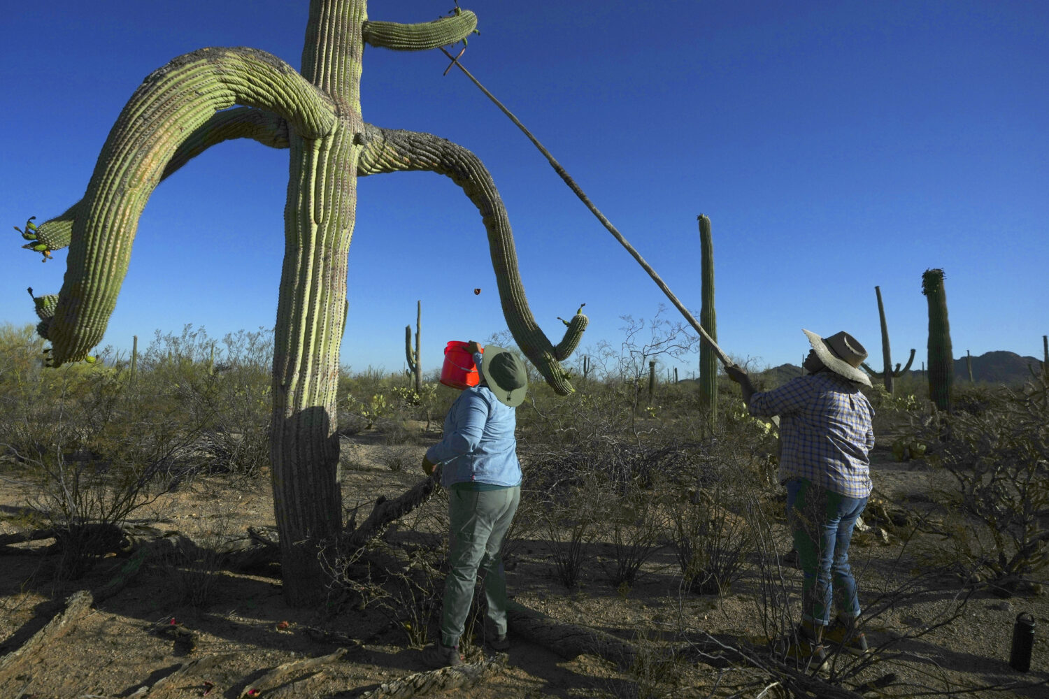 PHOTO ESSAY: Tohono O'odham families carry on sacred saguaro fruit harvest  in Arizona borderlands - MyNorthwest.com