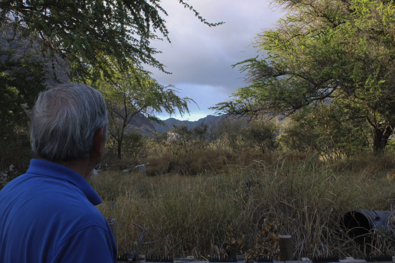 Calvin Endo looks out at private property behind his home where tall grass grows brown during wildf...