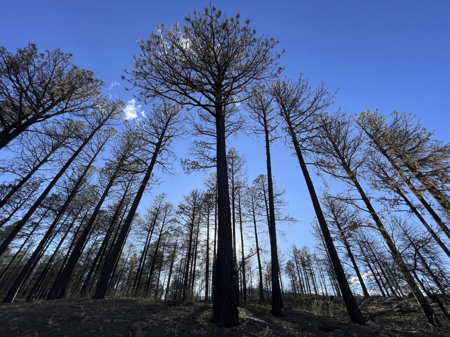 FILE - A year after prescribed burn operations by the U.S. Forest Service sparked the Calf Canyon/H...