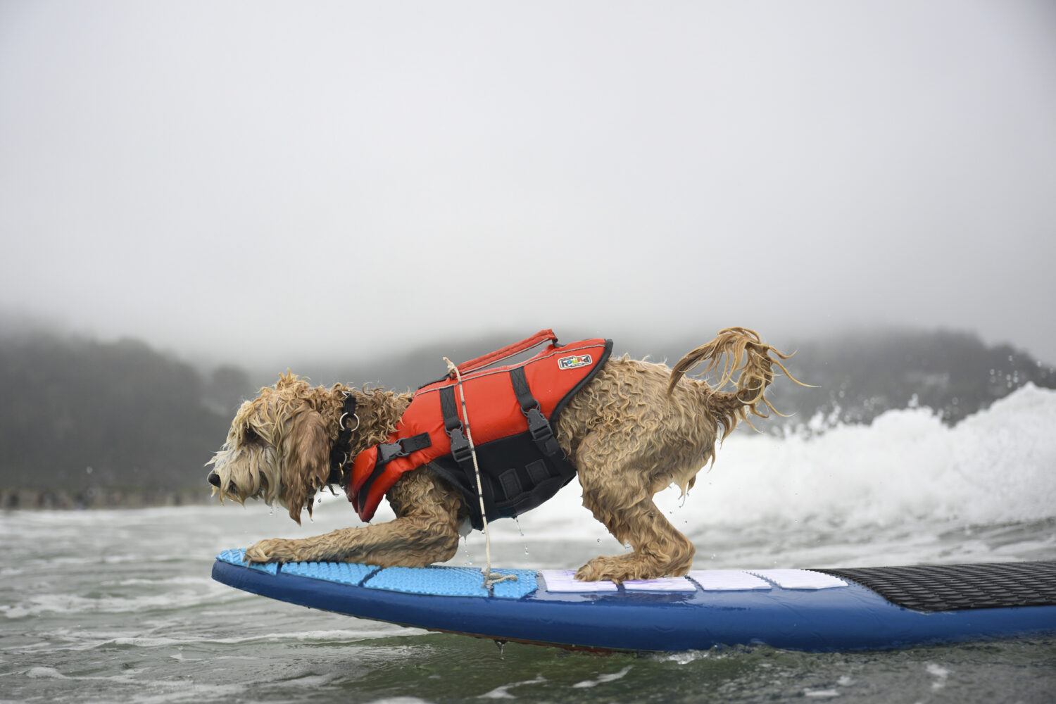 Coconut catches a wave during the World Dog Surfing Championships Saturday, Aug. 2, 2025, in Pacifi...