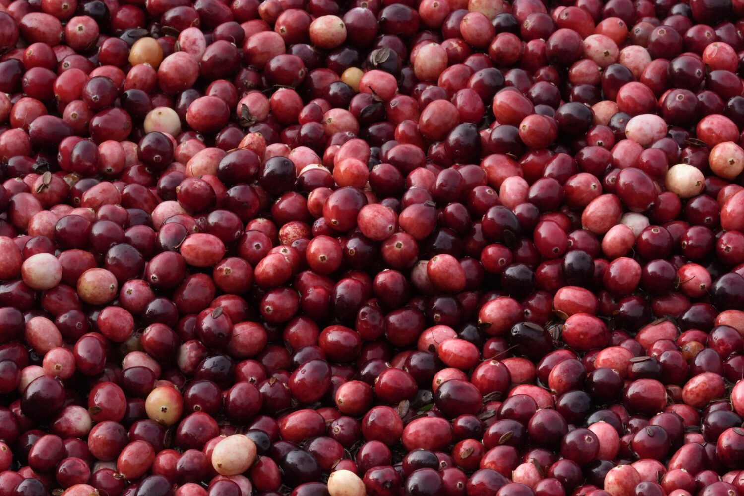 Cranberries float while being harvested at Rocky Meadow Bog, Nov. 1, 2024, in Middleborough, Mass. ...