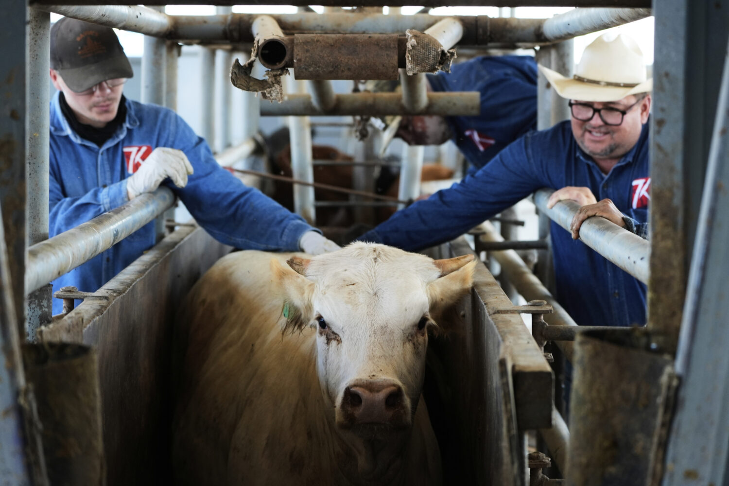 Cowboys push a cow out of its spot to a veterinarian inspection at a ranch that exports livestock t...