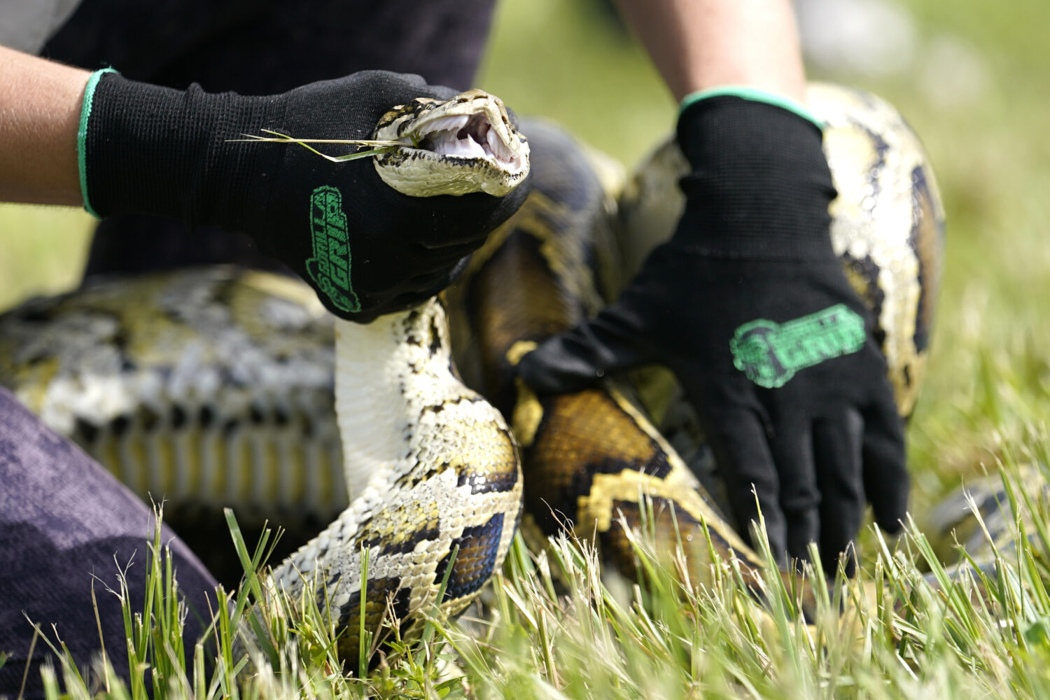 FILE - A Burmese python is held during a safe capture demonstration on June 16, 2022, in Miami. (AP...