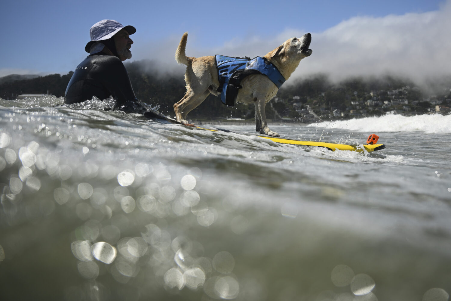 FILE - Charlie Surfs Up barks as he is pushed through the breakers by Jeff Nieboer in the second he...