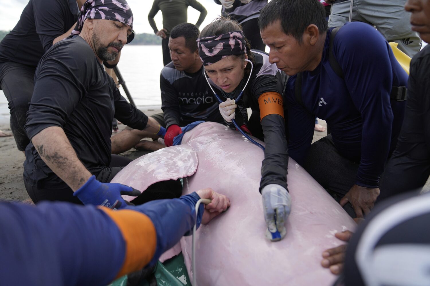 Scientists and veterinarians examine a pink river dolphin in Puerto Narino, Colombia, Sunday, Sept....