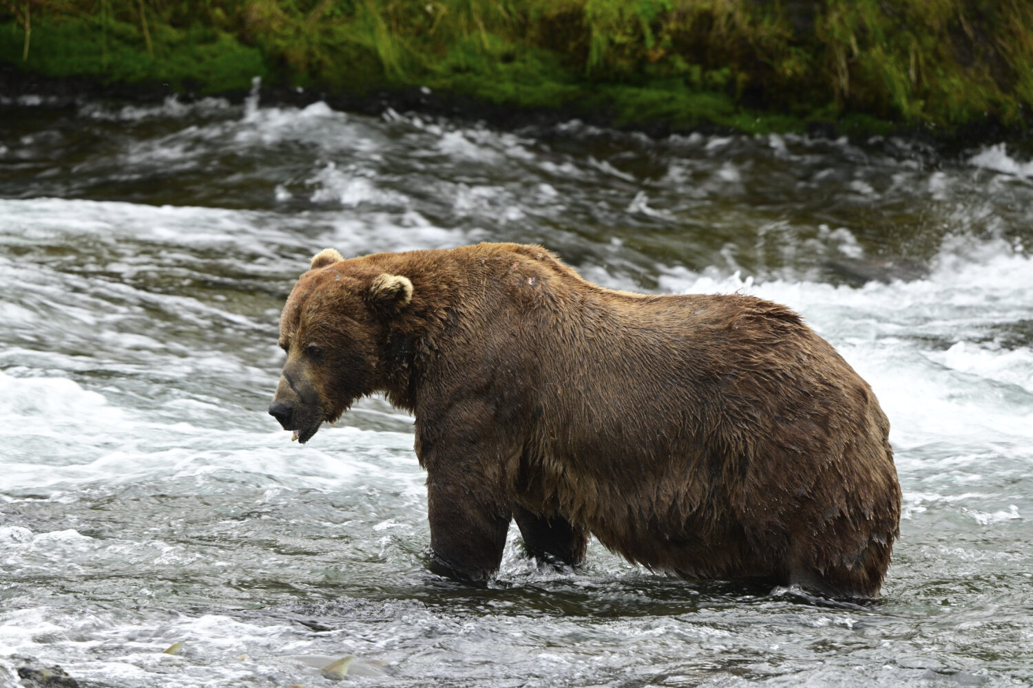 This image provided by the National Park Service shows bear 32 at the Katmai National Park and Pres...