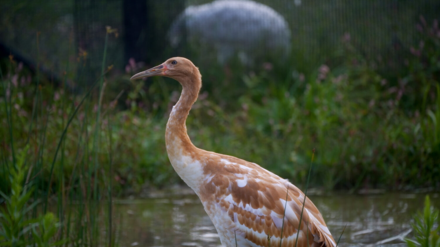 Ducky, a female whooping crane chick, stands in an enclosure at the International Crane Foundation ...