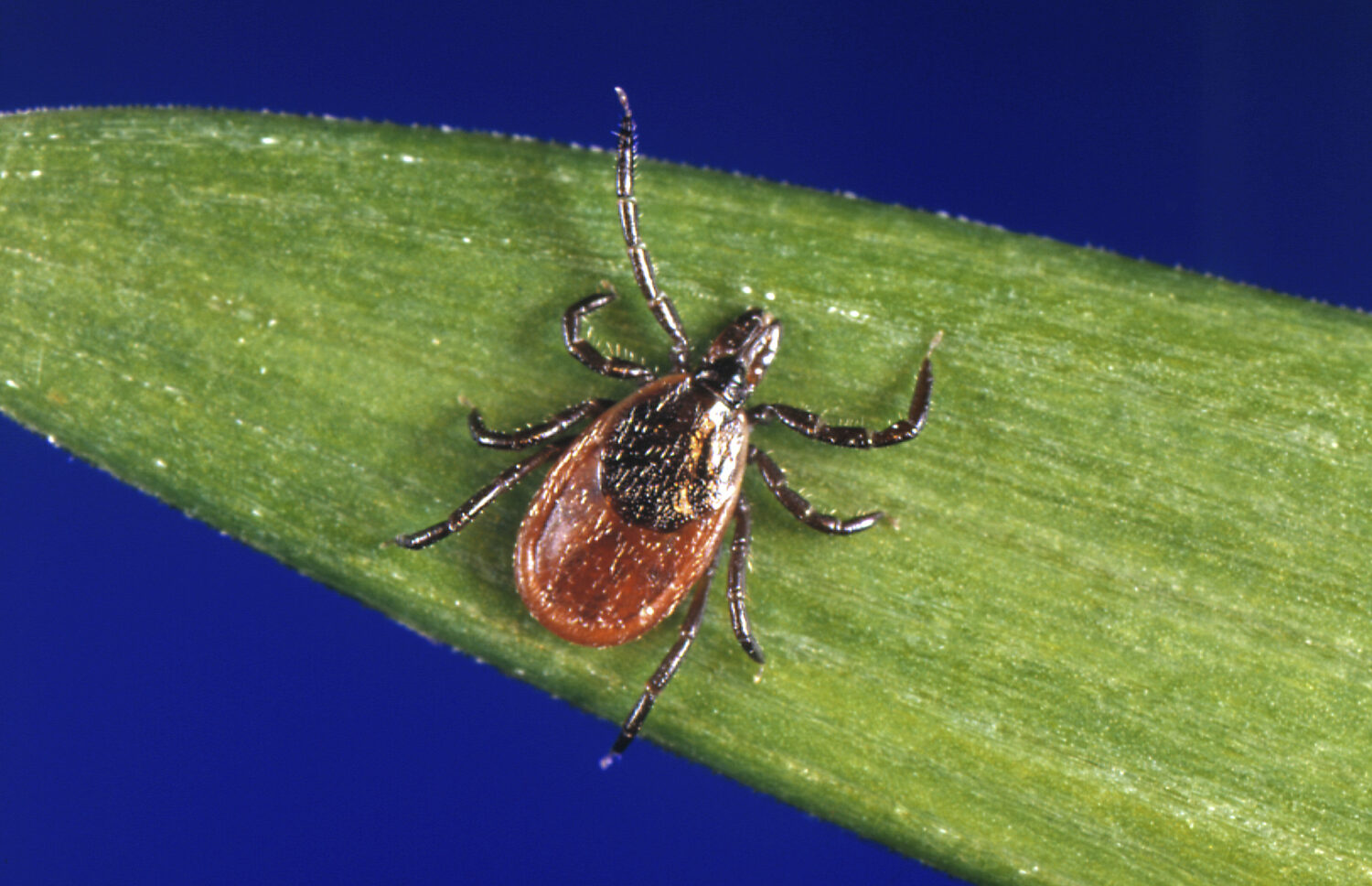 FILE - This undated photo provided by the U.S. Centers for Disease Control and Prevention (CDC) sho...