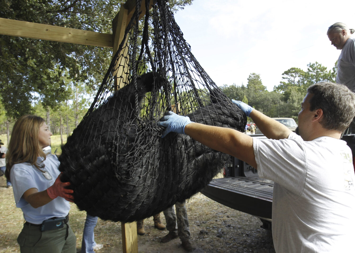 FILE - A black bear is weighed by FWC Biologists Alyssa Simmons, left, and Mike Orlando during the ...