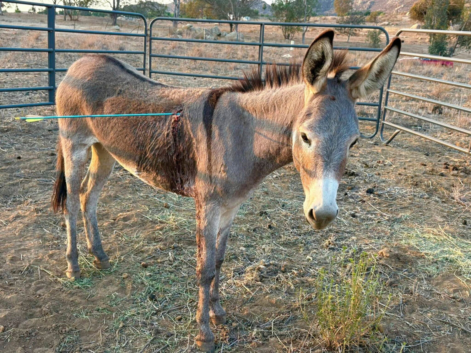 EDS NOTE: GRAPHIC CONTENT - This undated photo released by Donkeyland shows a 2 year old donkey nam...