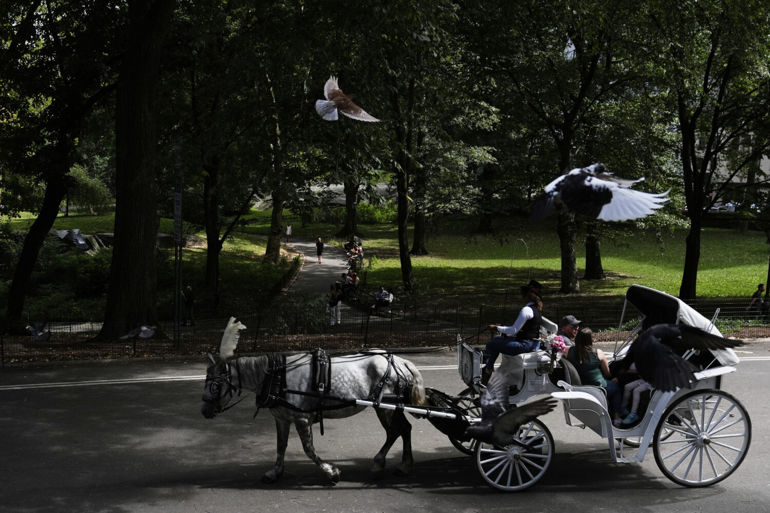 A horse dawn carriage takes passengers for a loop through Central Park in New York, Tuesday, Aug. 1...