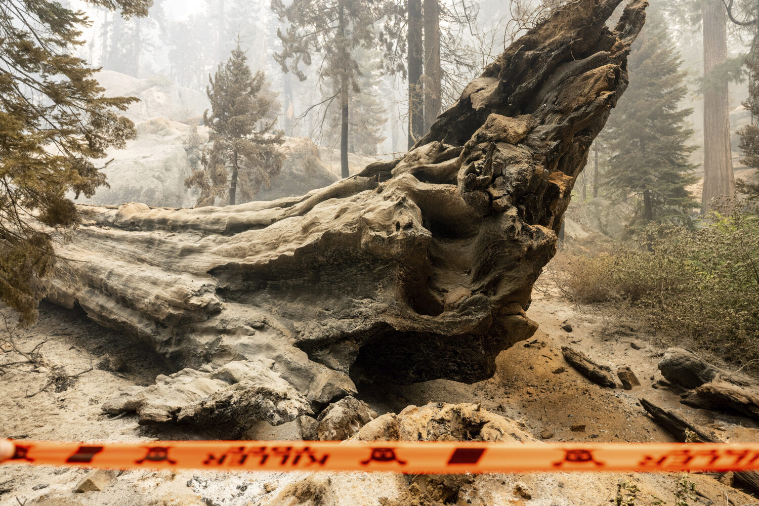 Caution tape stands in front of a downed tree as the Garnet Fire burns in the McKinley Grove area o...