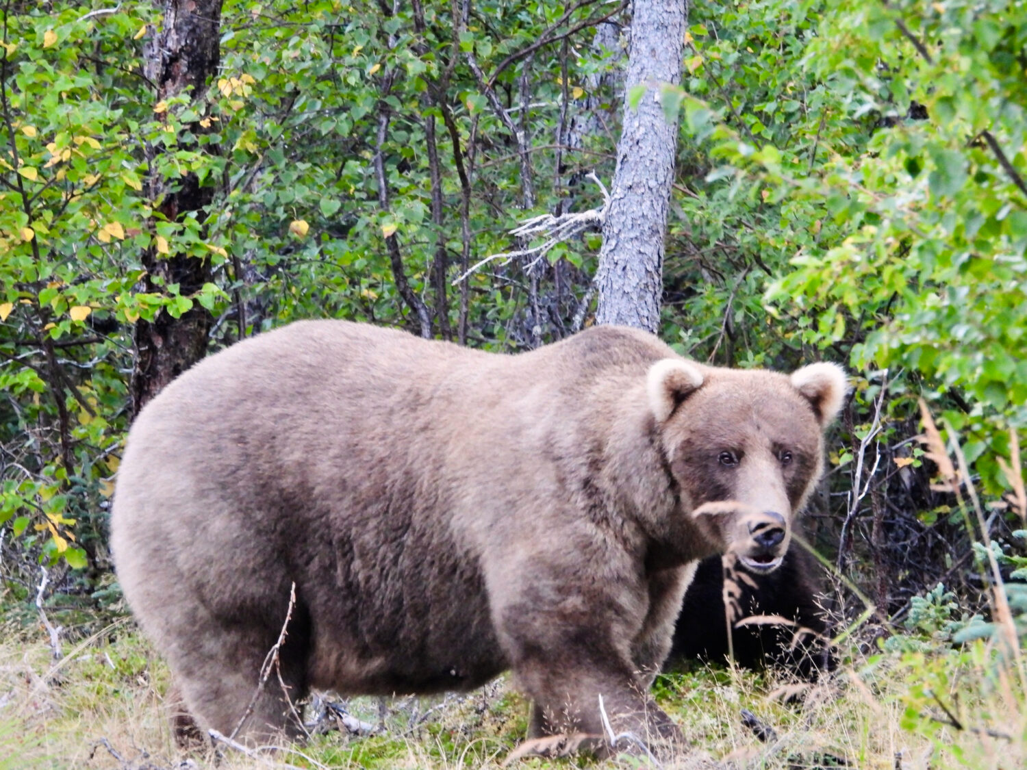 Grazer, a female bear who is the two-time defending champion in the popular online Fat Bear Week co...