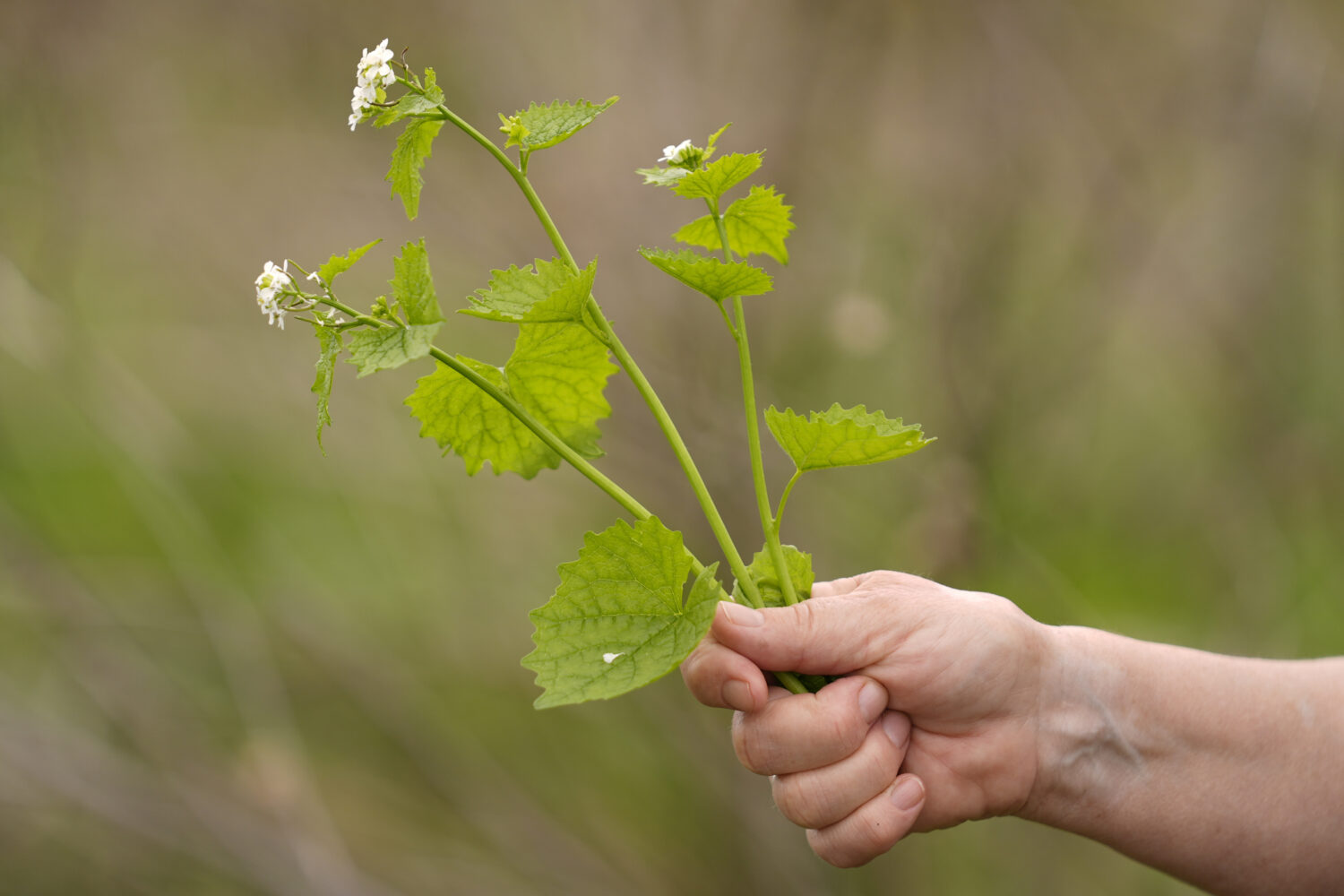 Iris Weaver holds garlic mustard picked in a field during a class on foraging, May 8, 2025, in Wenh...