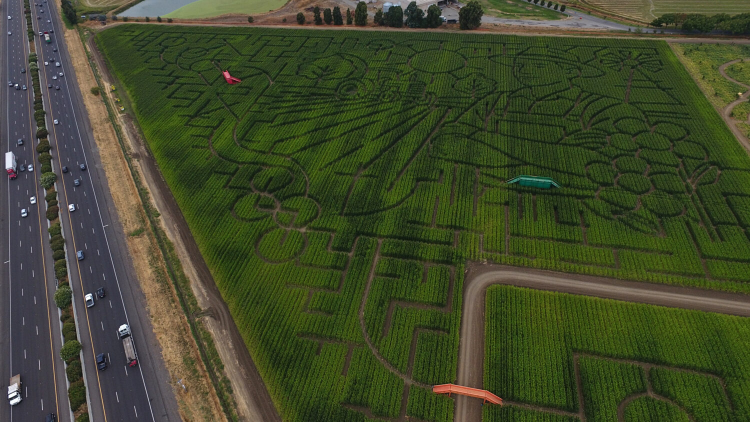 The corn maze at Cool Patch Pumpkins is photographed Monday, Sept. 29, 2025, in Dixon, Calif. (AP P...
