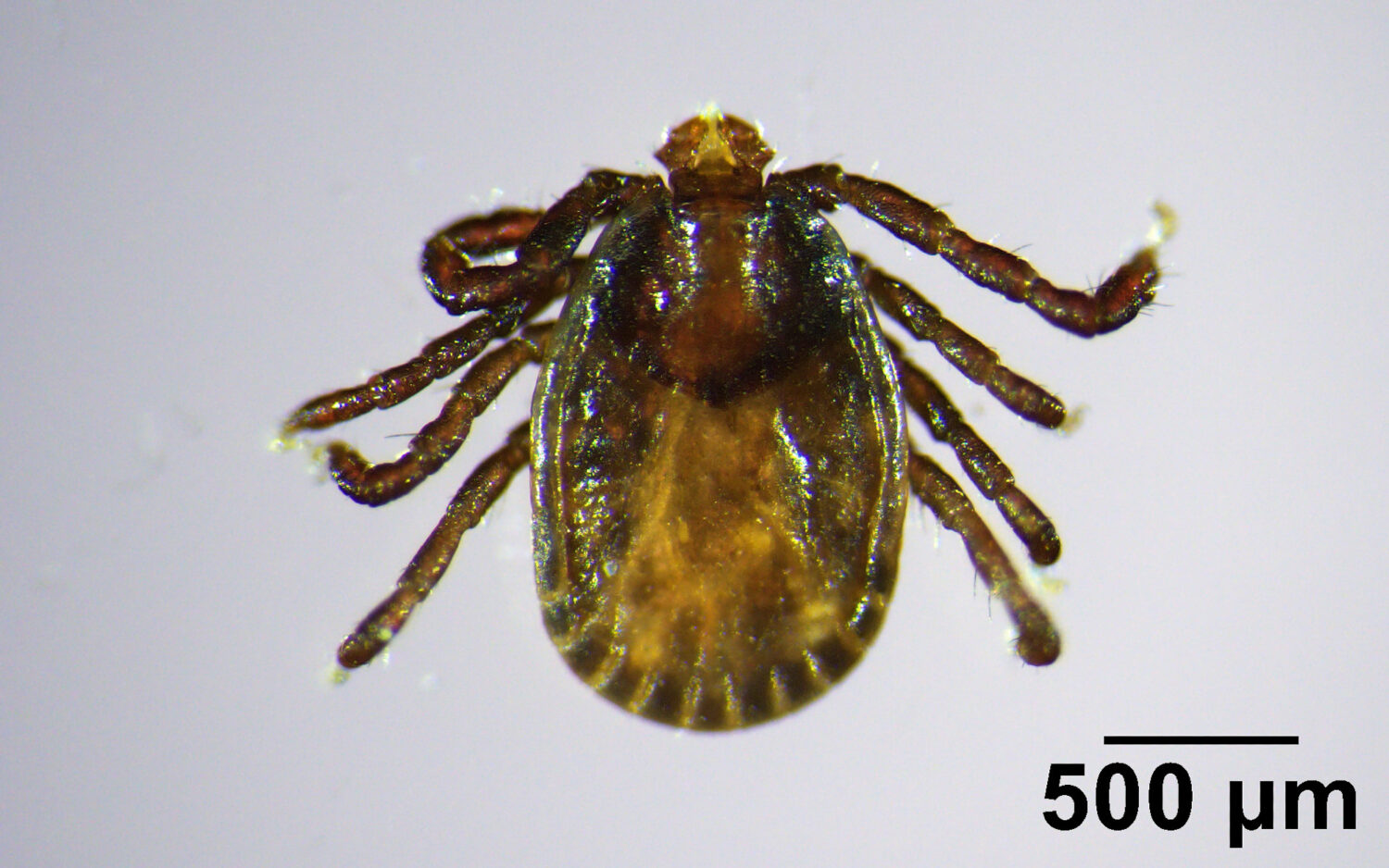 This handout photo provided by the University of Maine and taken in July, 2025 shows an Asian longh...