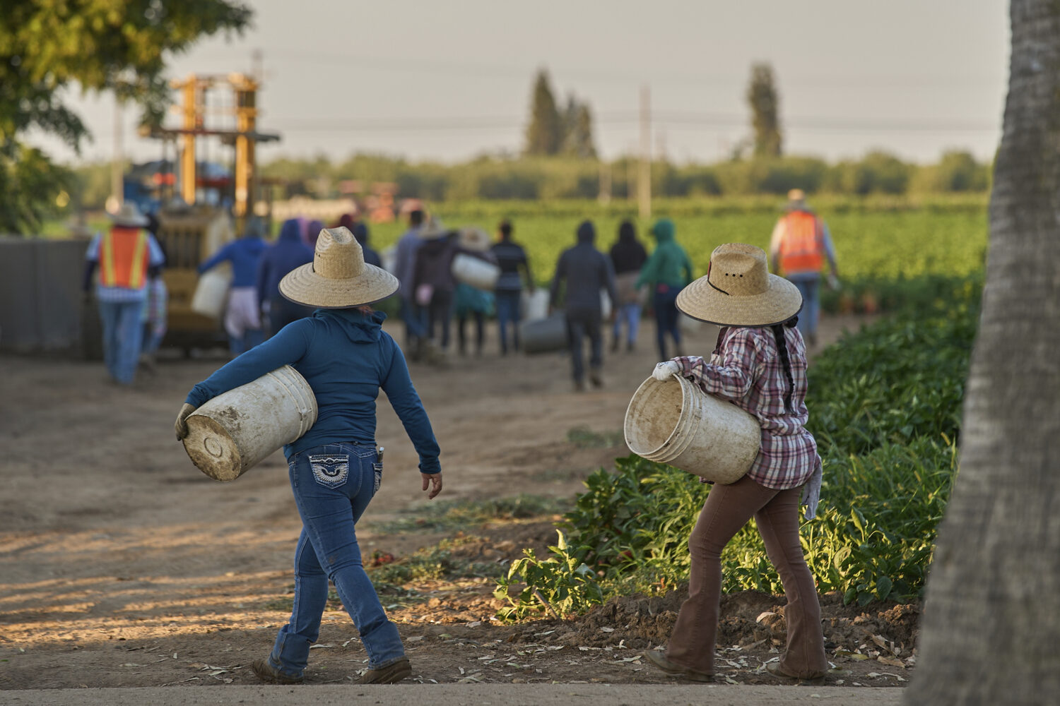 FILE - Migrant farmworkers head to pick crops on an early morning in Fresno, Calif., on July 18, 20...