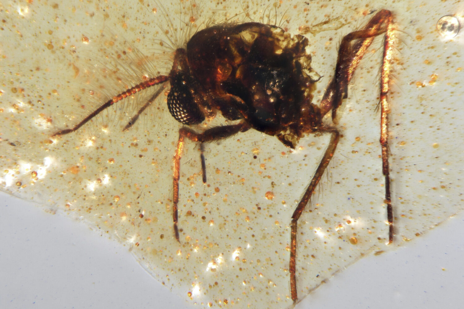 This photo provided by researchers in September 2025 shows a Diptera Nematocera fly of the family C...