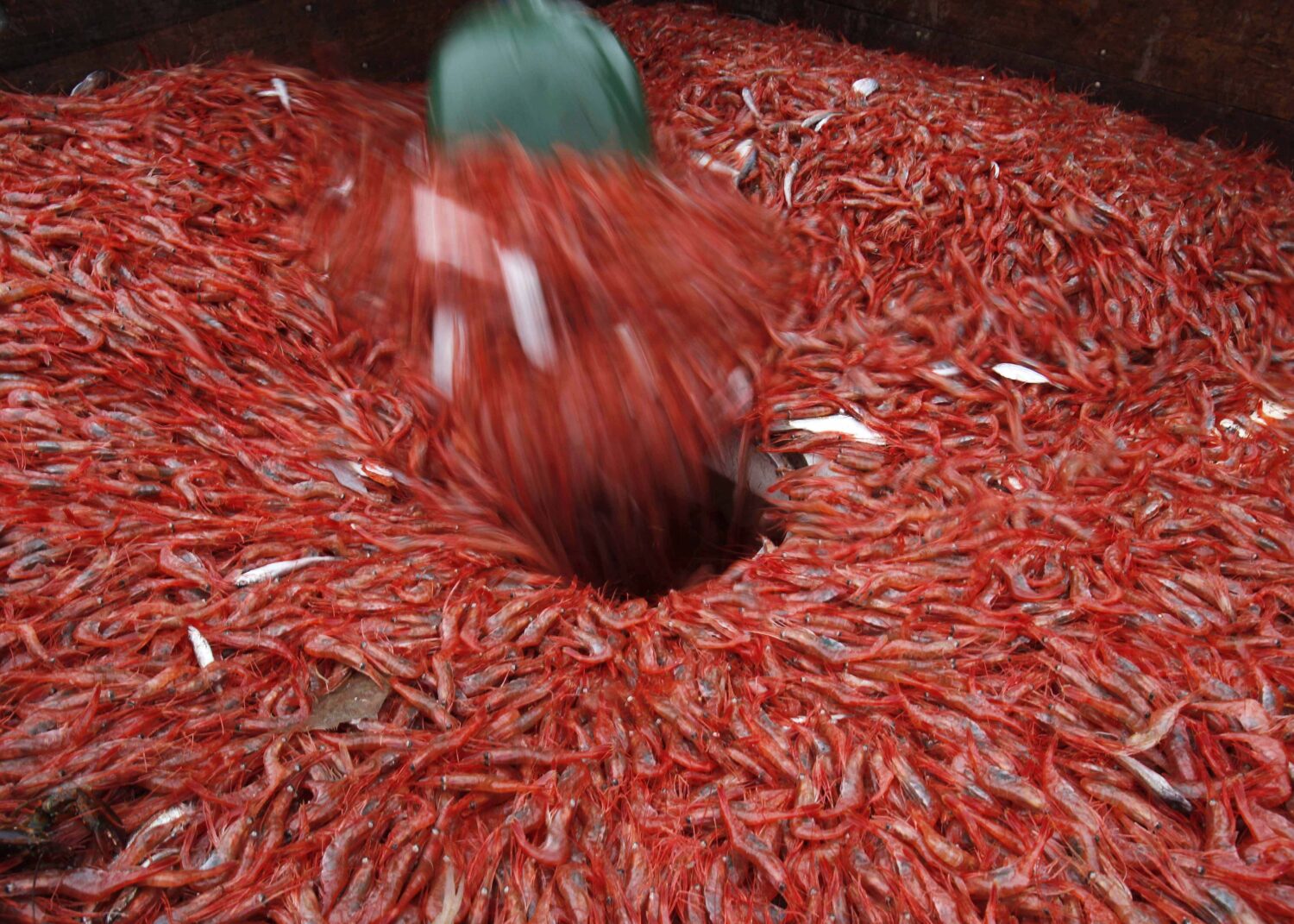 FILE - In this Friday, Jan. 6, 2012 photo, shrimp are shoveled into a holding chamber aboard a traw...