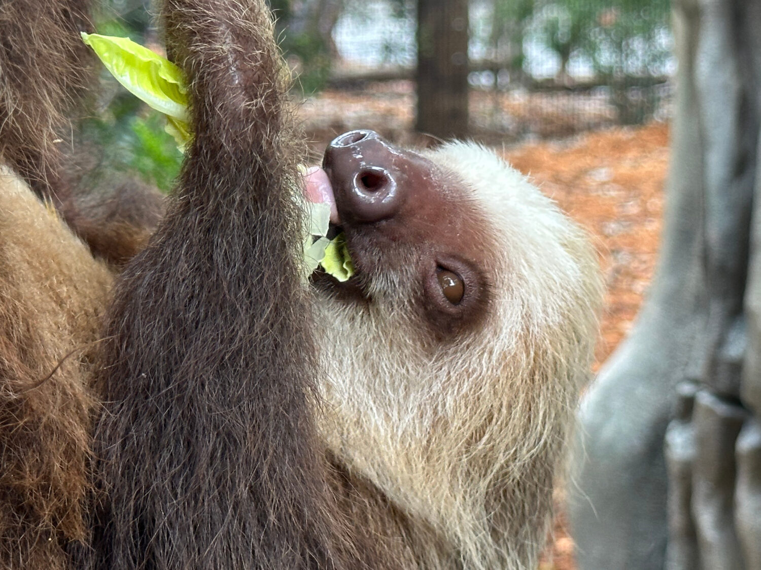 A Hoffman's two-toed sloth is seen eating inside its new habitat at the Palm Beach Zoo Conservation...