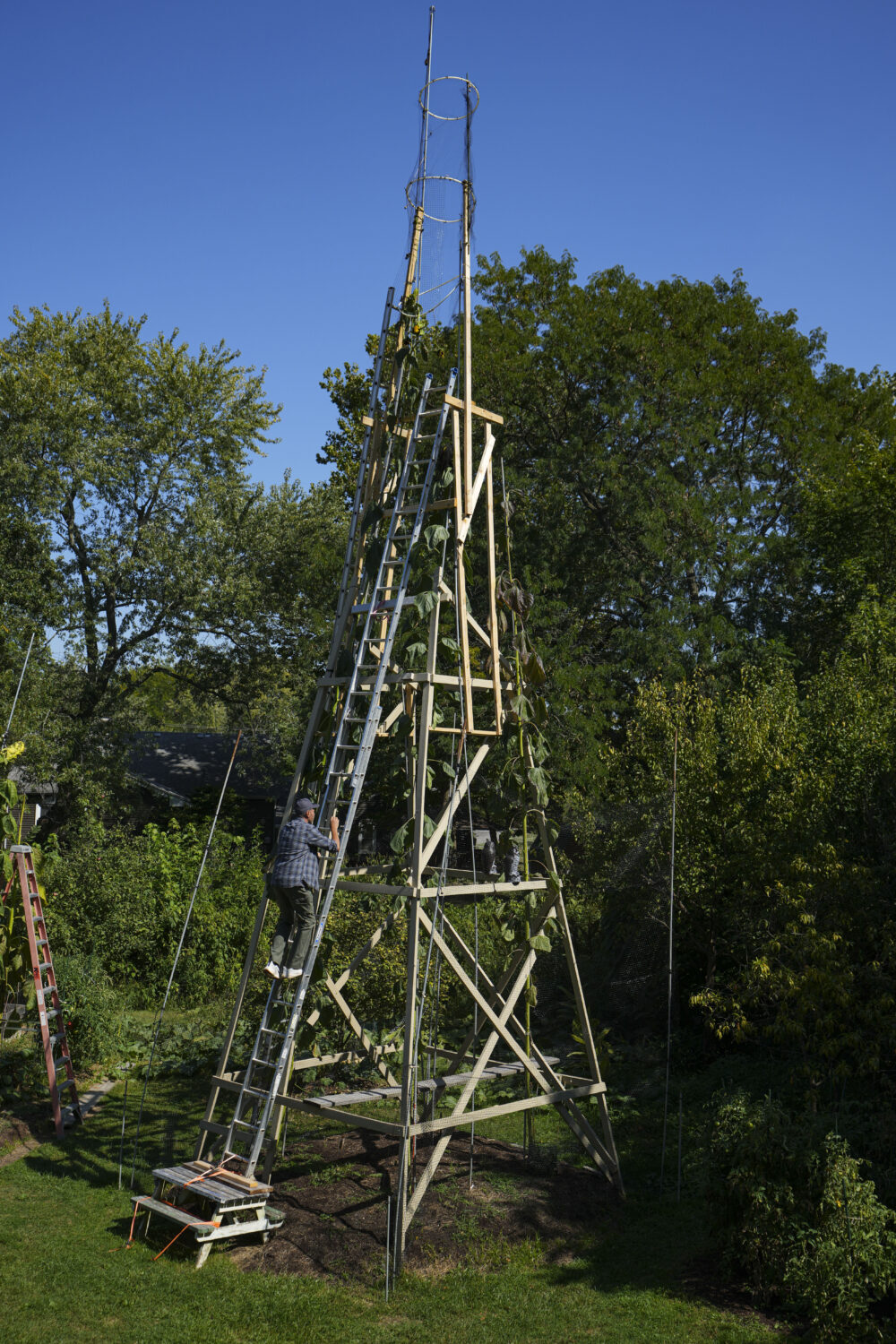 Alex Babich, climbs on the structure that surrounds his nearly 36-feet high sunflower that holds th...