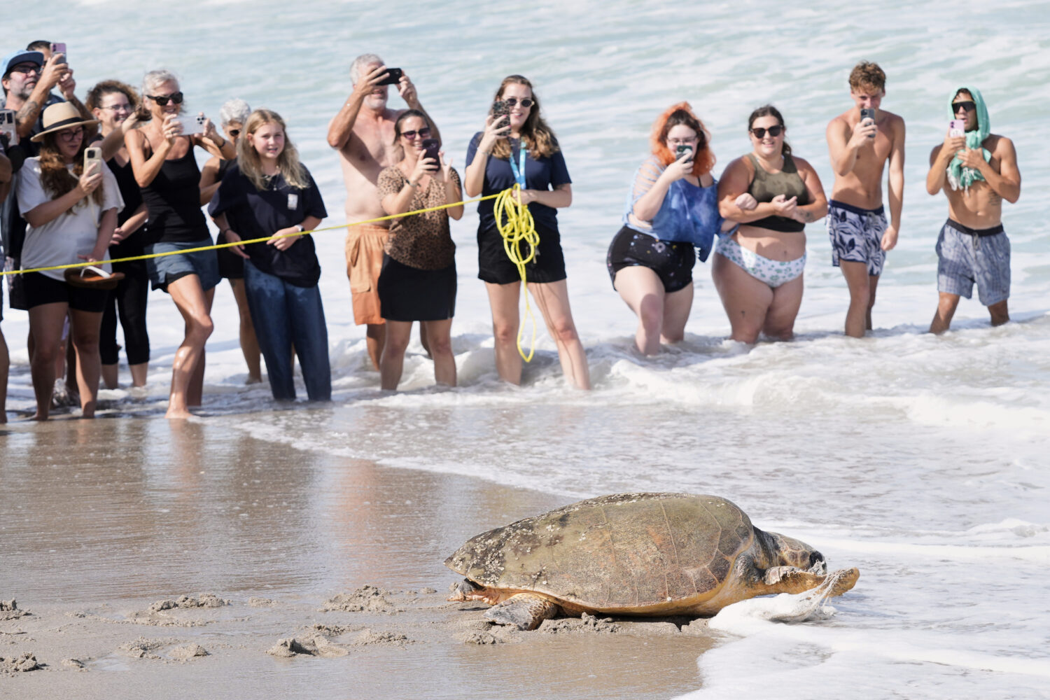 June Cleaver the loggerhead turtle is released into the ocean off ...