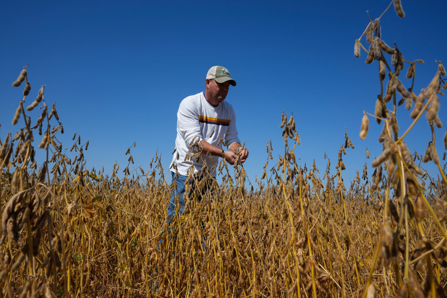 Brian Warpup inspects one of his soybean fields in Warren, Ind., Thursday, Sept. 11, 2025. (AP Phot...