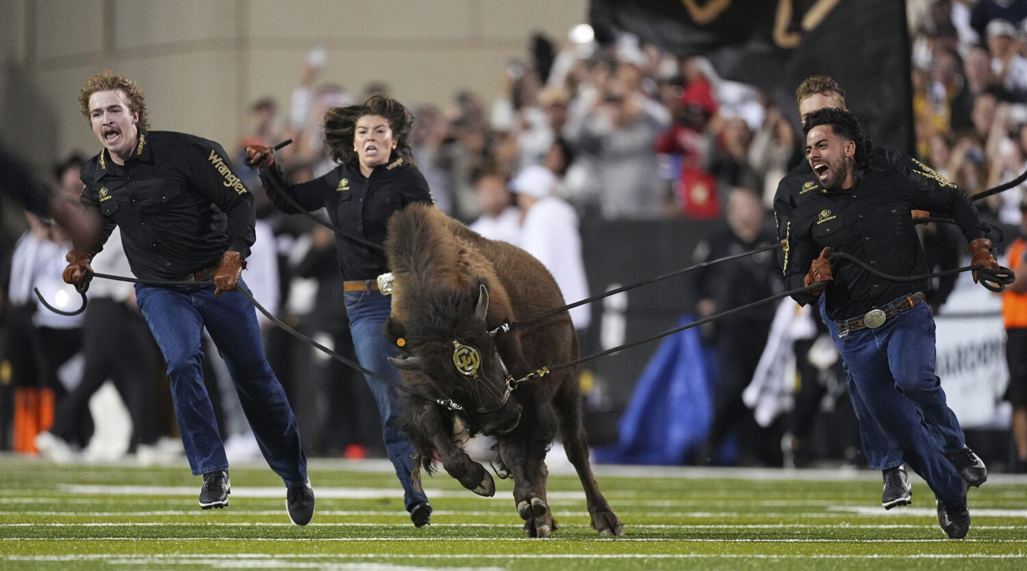 Ralphie VII, Colorado's new mascot, is guided by handlers during the animal's ceremonial run before...