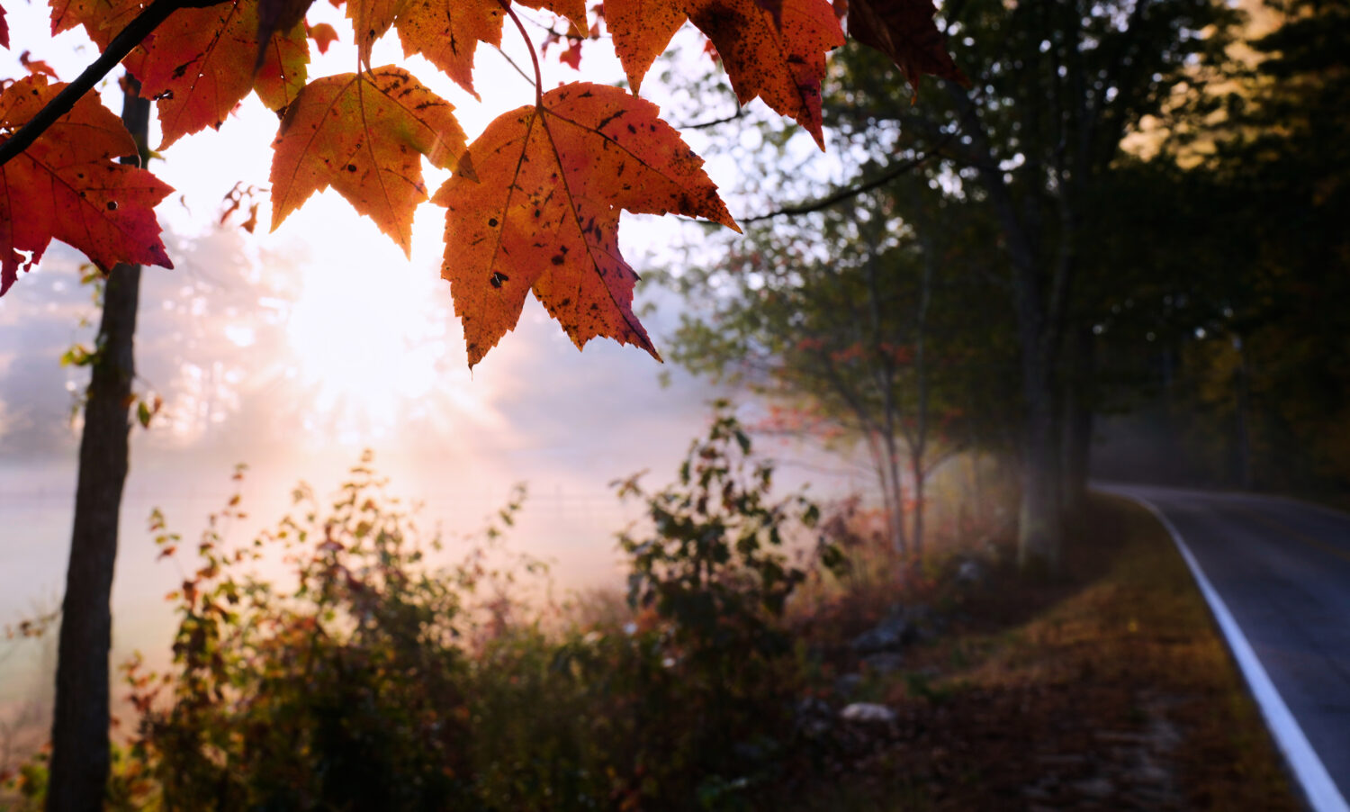 Maple leaves turn to fall foliage colors at sunrise along a country road, Tuesday, Oct. 7, 2025, in...
