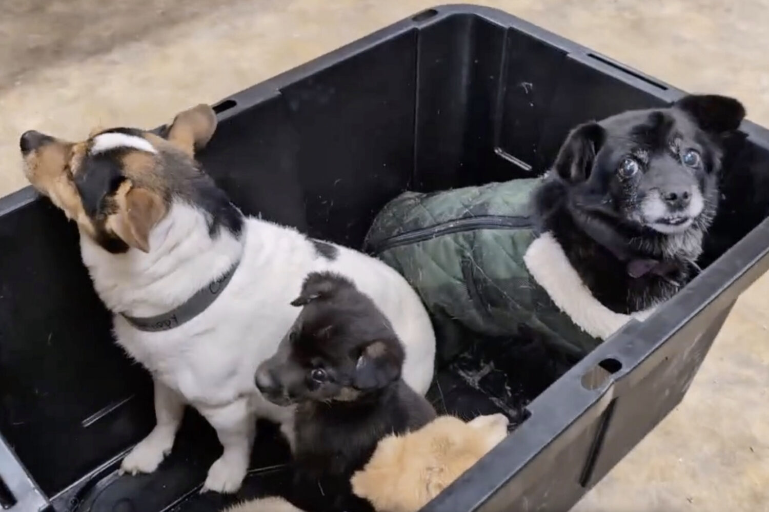 This image made from a video provided by Jesslyn Elliott shows dogs being released from a crate in ...