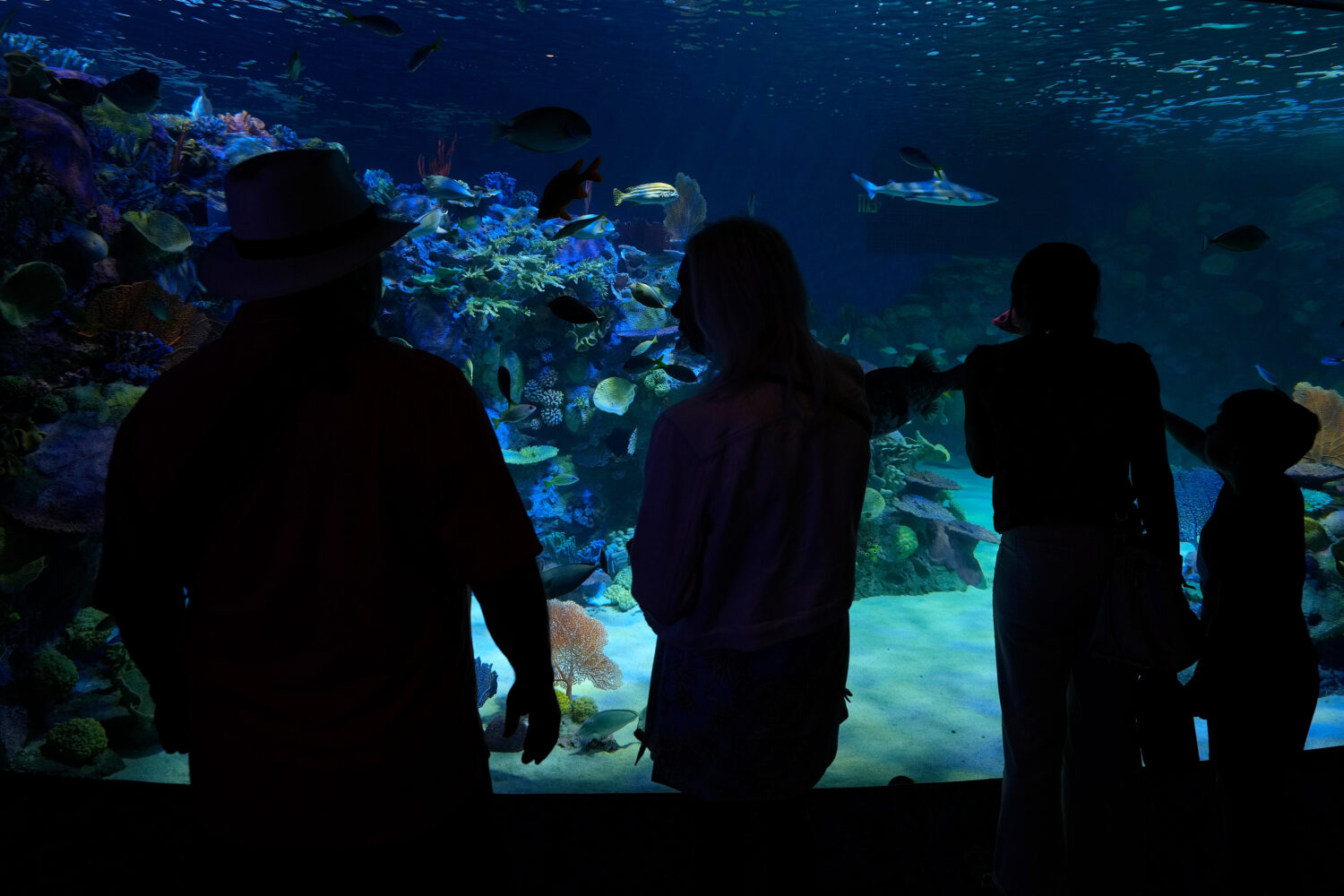 Visitors watch fish swim in a replica of an Indo-Pacific reef at the Mote Science Education Aquariu...