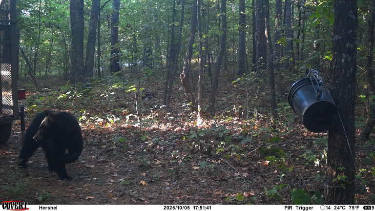This image taken from a trail camera on Sunday, Oct. 5, 2025, and released by the Arkansas Game and...