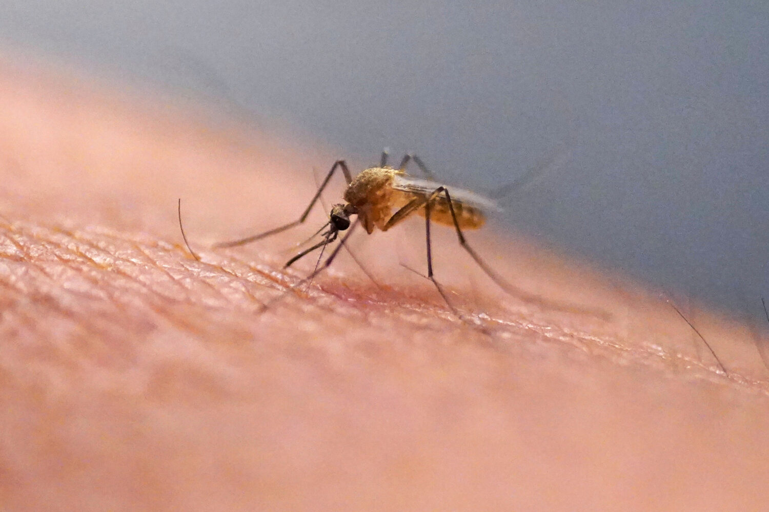 FILE - A mosquito feeds at the Salt Lake City Mosquito Abatement District on July 26, 2023, in Salt...
